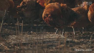 家禽养殖场鸡4K实拍空镜